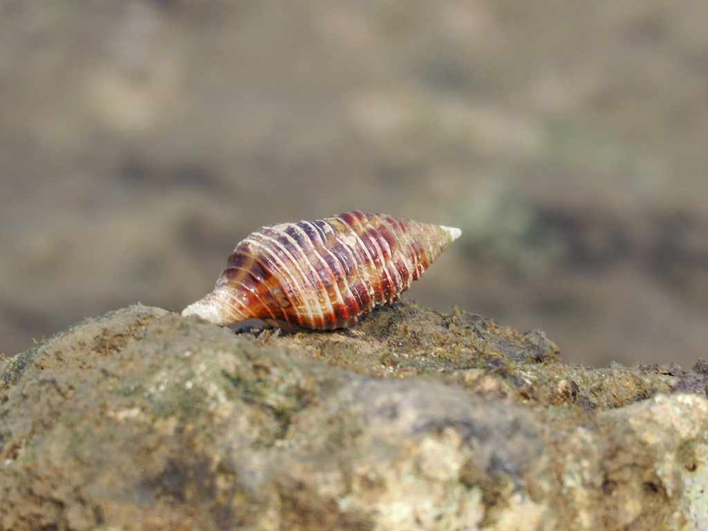 Turrilatirus craticulatus
