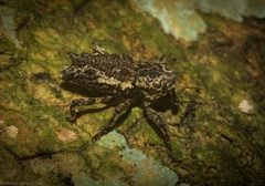 Poropterus angustatus