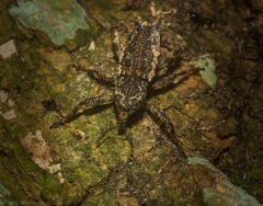 Poropterus angustatus