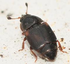 Caplothorax lugubris