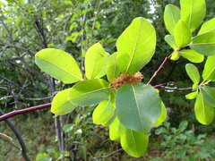 Salix jenisseensis