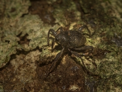 Onidistus araneus