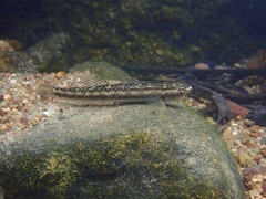 Stiphodon multisquamus