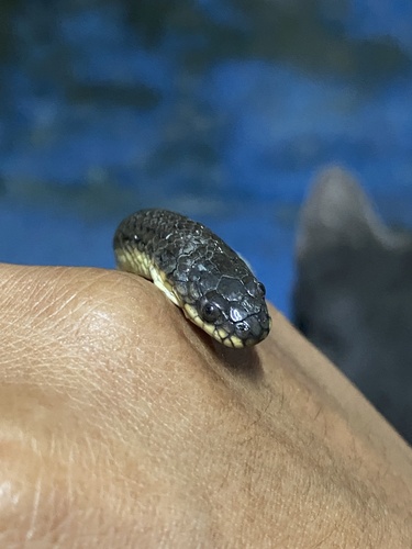 Cat-eyed Fishing Snake