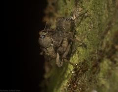 Onidistus araneus