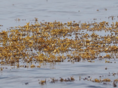 Sargassum ilicifolium