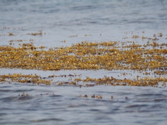 Sargassum ilicifolium