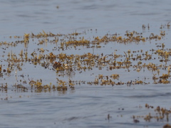 Sargassum ilicifolium