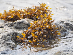 Sargassum ilicifolium