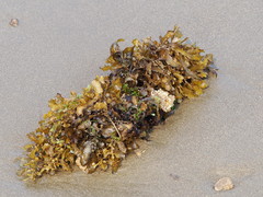 Sargassum ilicifolium