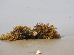 Sargassum ilicifolium