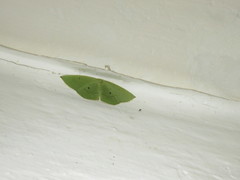 Pseudothalera carolinae