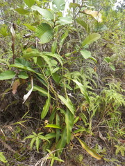Nepenthes bicalcarata