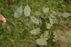 Pterospermum rubiginosum