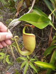 Nepenthes bicalcarata