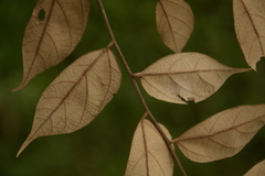 Pterospermum rubiginosum