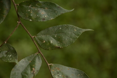 Pterospermum rubiginosum