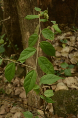 Pterospermum rubiginosum