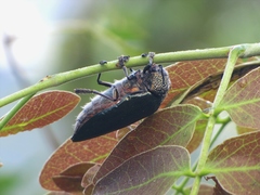 Julodinae