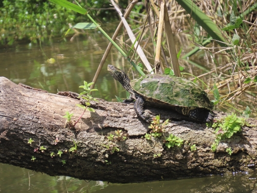 Mauremys rivulata