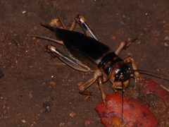Brachytrupes