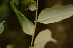 Pterospermum rubiginosum