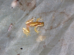 Afrixalus brachycnemis