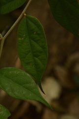 Pterospermum rubiginosum