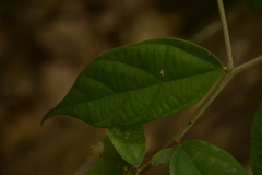 Pterospermum rubiginosum