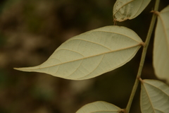 Pterospermum rubiginosum