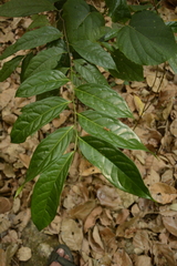 Diospyros sylvatica