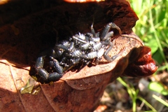 Uroplectes flavoviridis
