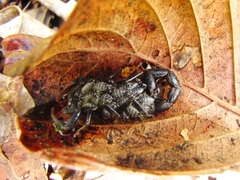 Uroplectes flavoviridis