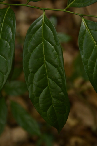 Image of Diospyros sylvatica by (c) Siddarth Machado, some rights reserved (CC BY)