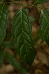 Diospyros sylvatica