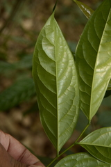 Diospyros sylvatica