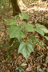 Pterospermum diversifolium
