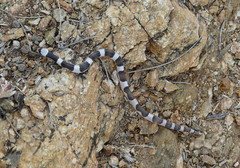 Phyllorhynchus browni