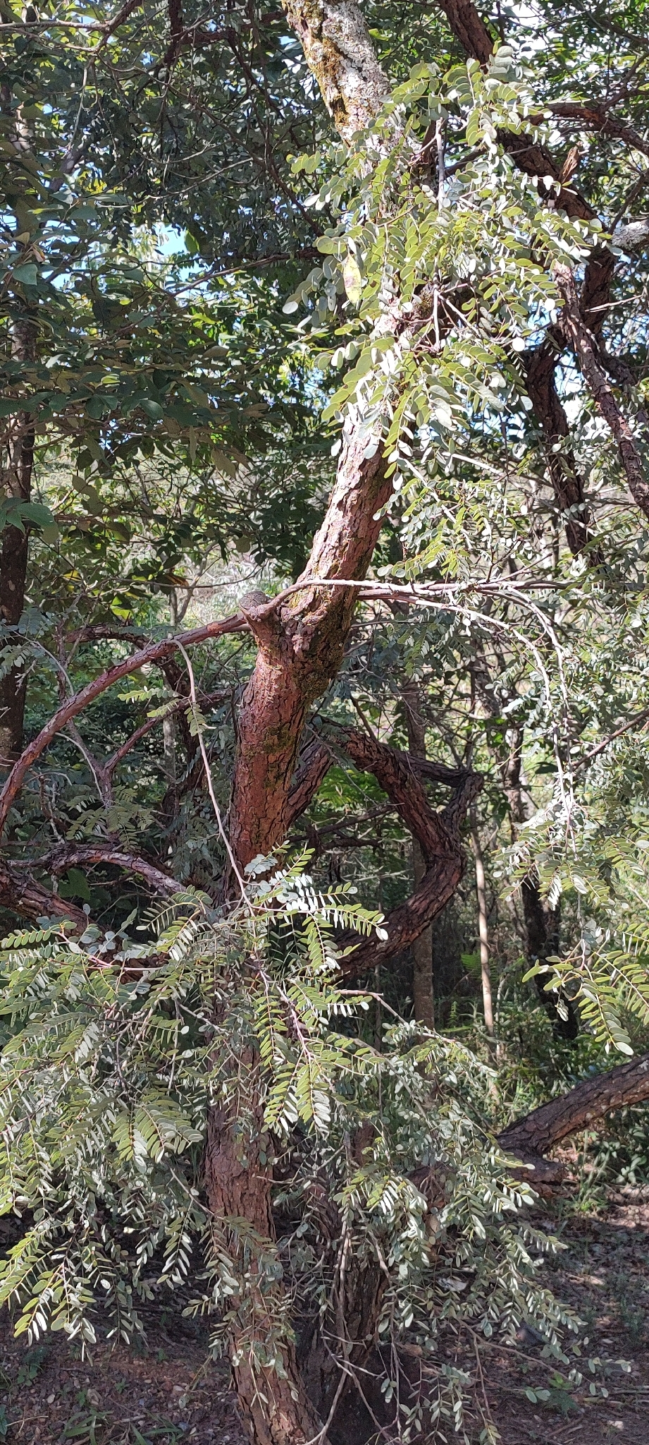 Imagem de Caviúna-do-cerrado