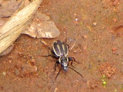Graphipterus longulus