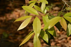 Diospyros ferrea