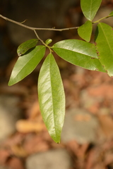 Diospyros ferrea