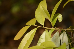 Diospyros ferrea