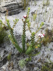 Adenandra brachyphylla