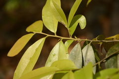 Diospyros ferrea