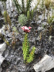 Adenandra brachyphylla