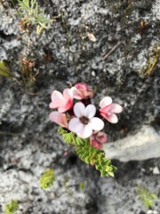 Adenandra brachyphylla