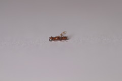 Anastatus semiflavidus