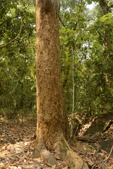 Calophyllum apetalum