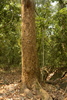 Konkan Beauty Leaf Tree - Photo (c) Siddarth Machado, some rights reserved (CC BY), uploaded by Siddarth Machado